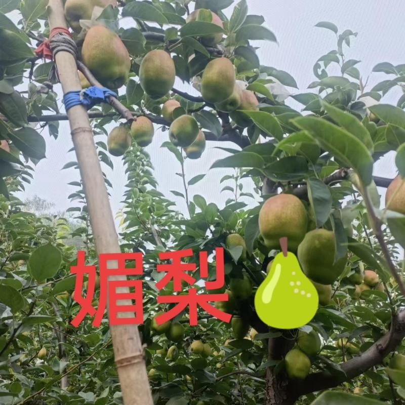 新梨七号