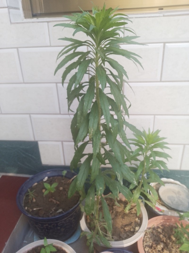 豆粕菌肥，厂家直发量大优惠
