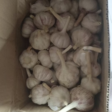 六公分以上红蒜