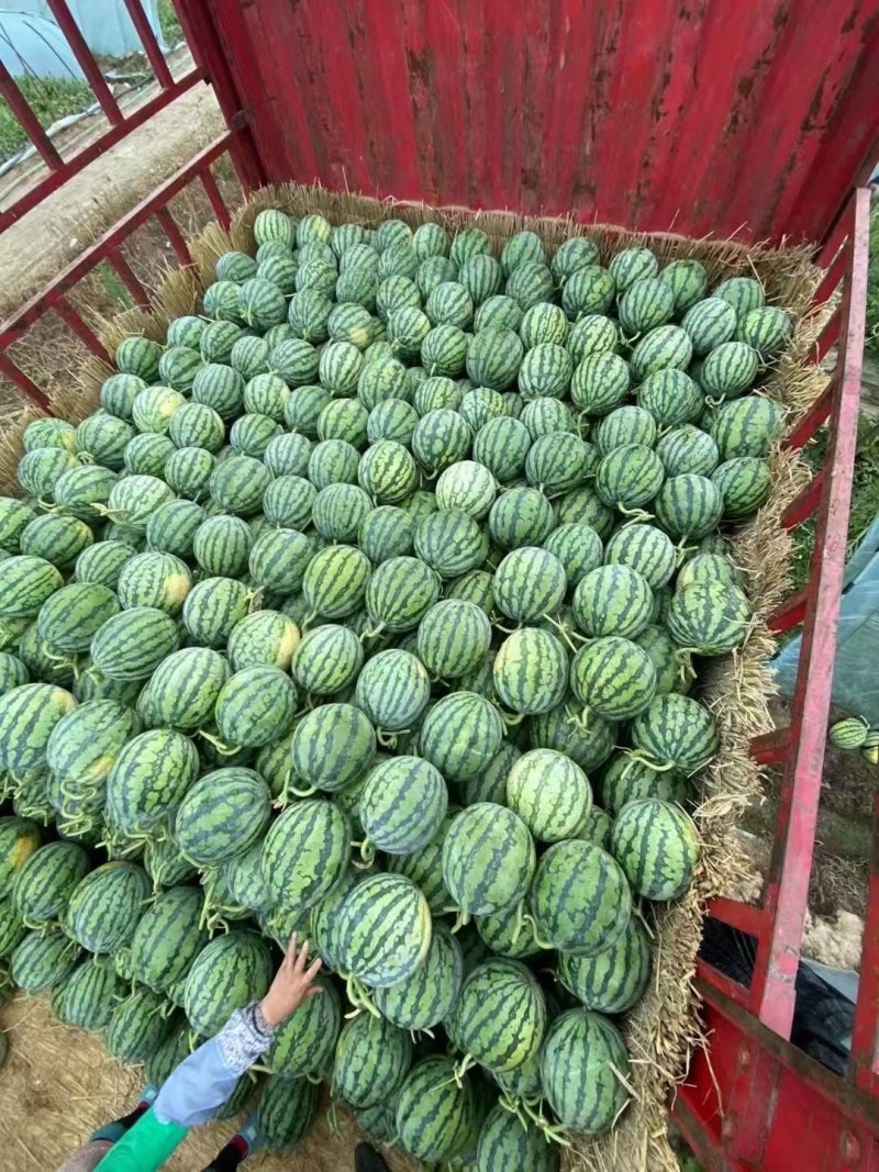 陕西宝鸡美都，各种西瓜大量上市欢迎前来采购