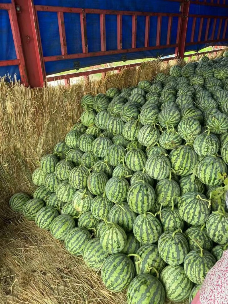 陕西宝鸡美都，各种西瓜大量上市欢迎前来采购