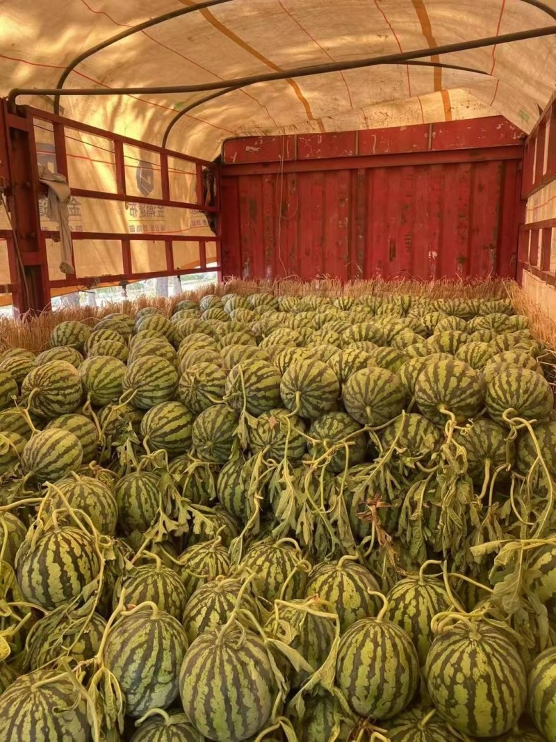陕西宝鸡美都，各种西瓜大量上市欢迎前来采购