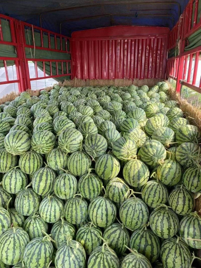 陕西宝鸡美都，各种西瓜大量上市欢迎前来采购