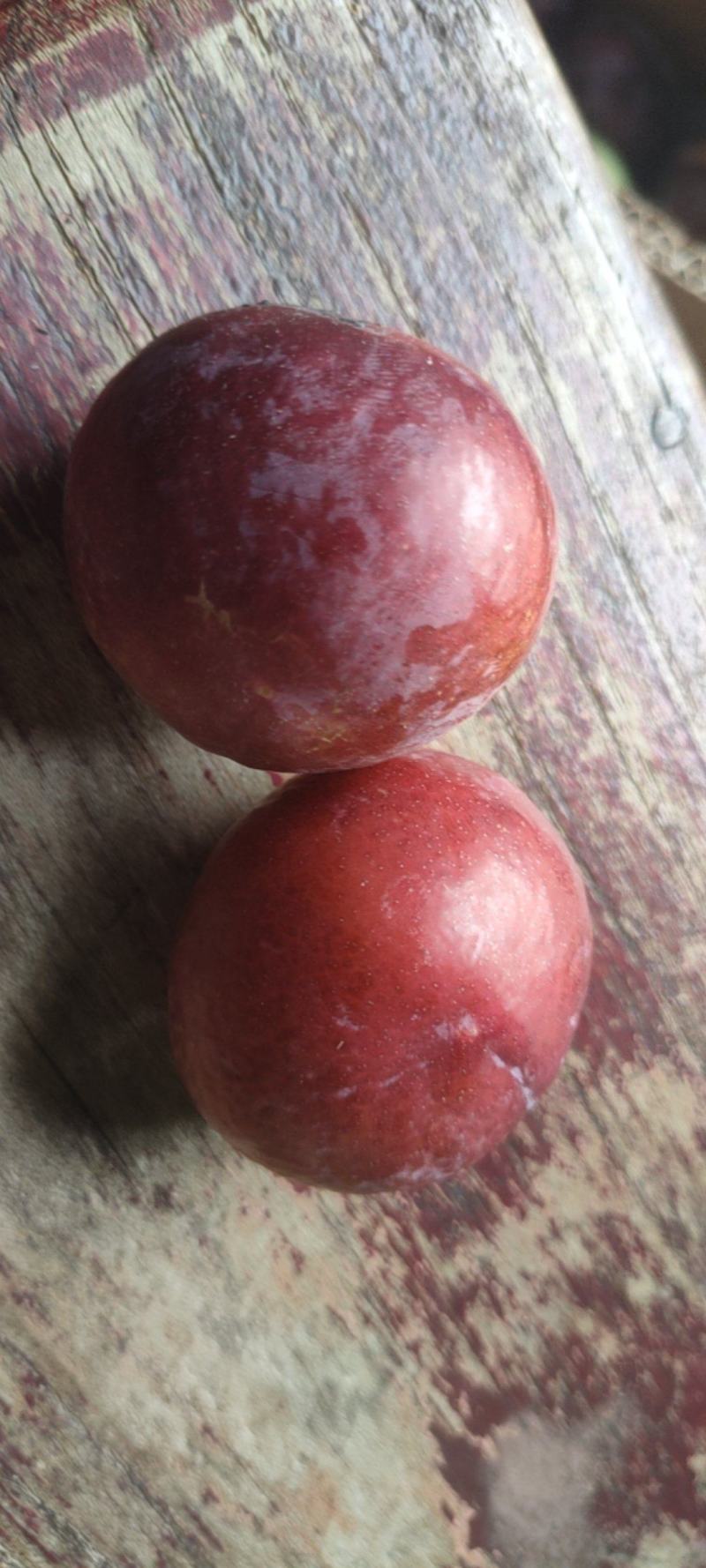 红宝石黑布林，黑琥珀李子