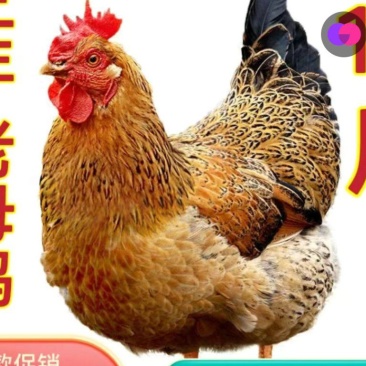 土鸡