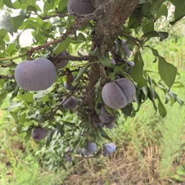 黑巨李