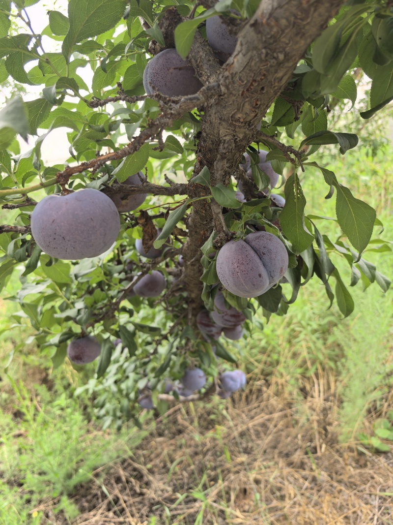 黑巨李