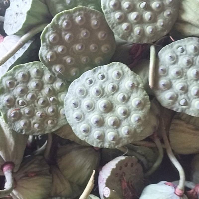 新鲜水果莲蓬