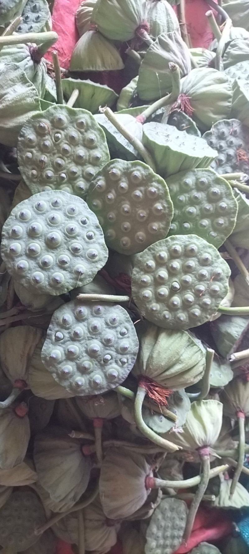 新鲜水果莲蓬