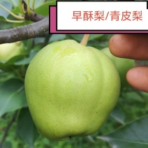 早酥梨青皮梨陕西产果肉细腻无渣货源充足代发全国……