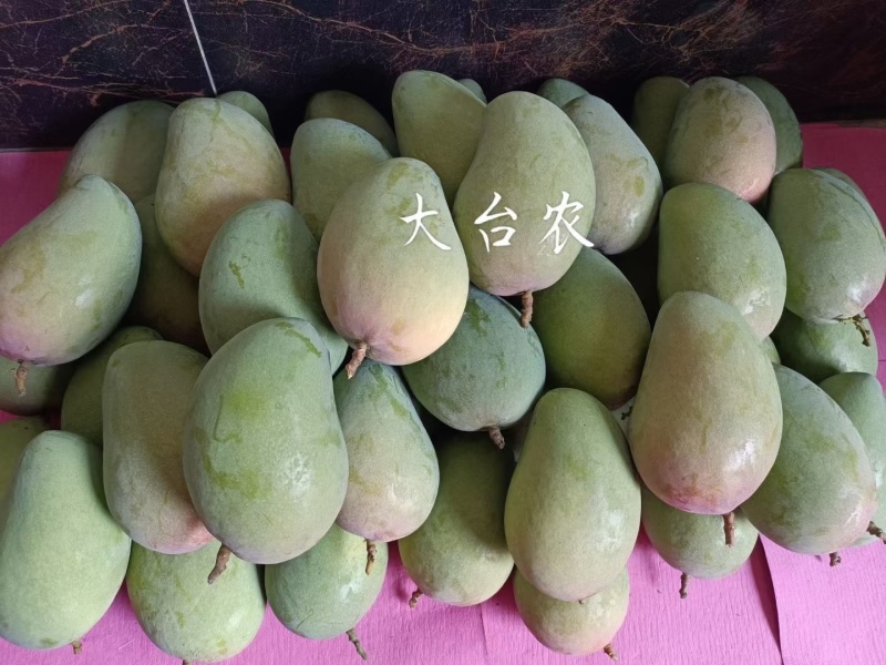田东芒果