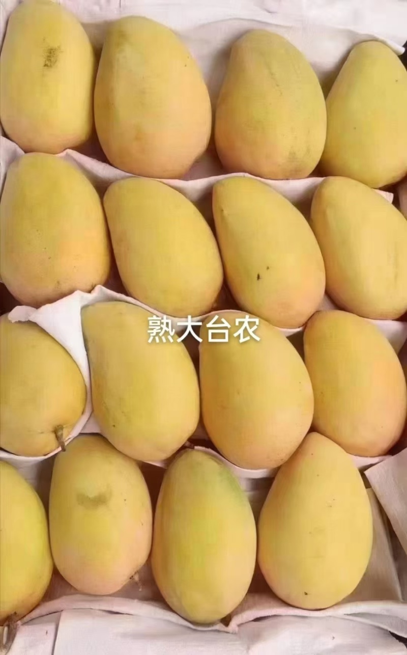 田东芒果