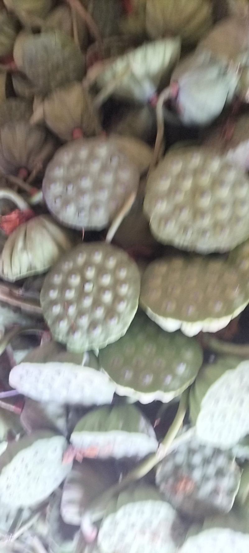 新鲜水果莲蓬
