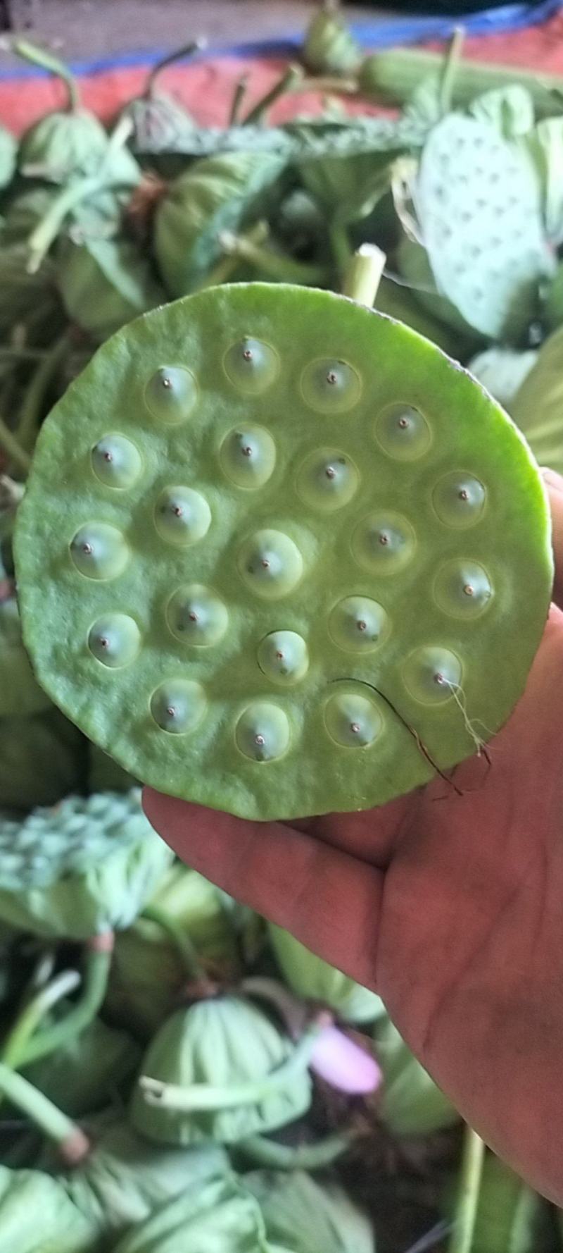 新鲜水果莲蓬