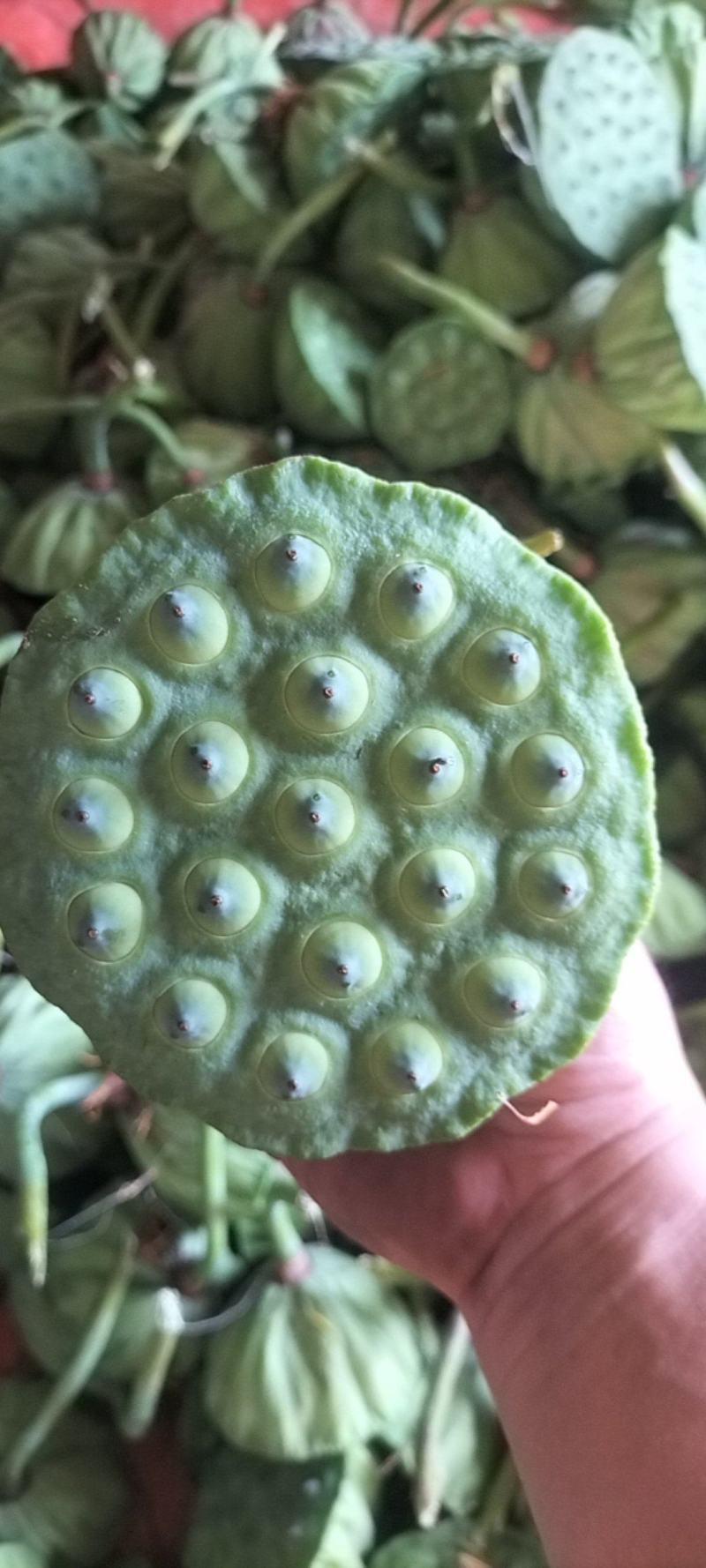 新鲜水果莲蓬