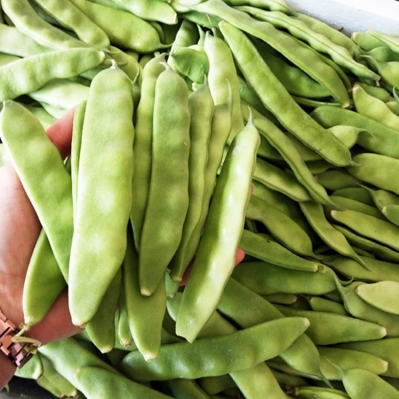 东北正宗油豆角，开锅就烂，无筋不柴。货源充足，价格合理，