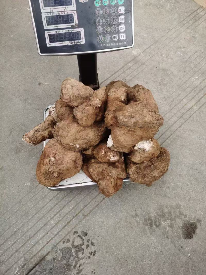 茯苓干货包邮