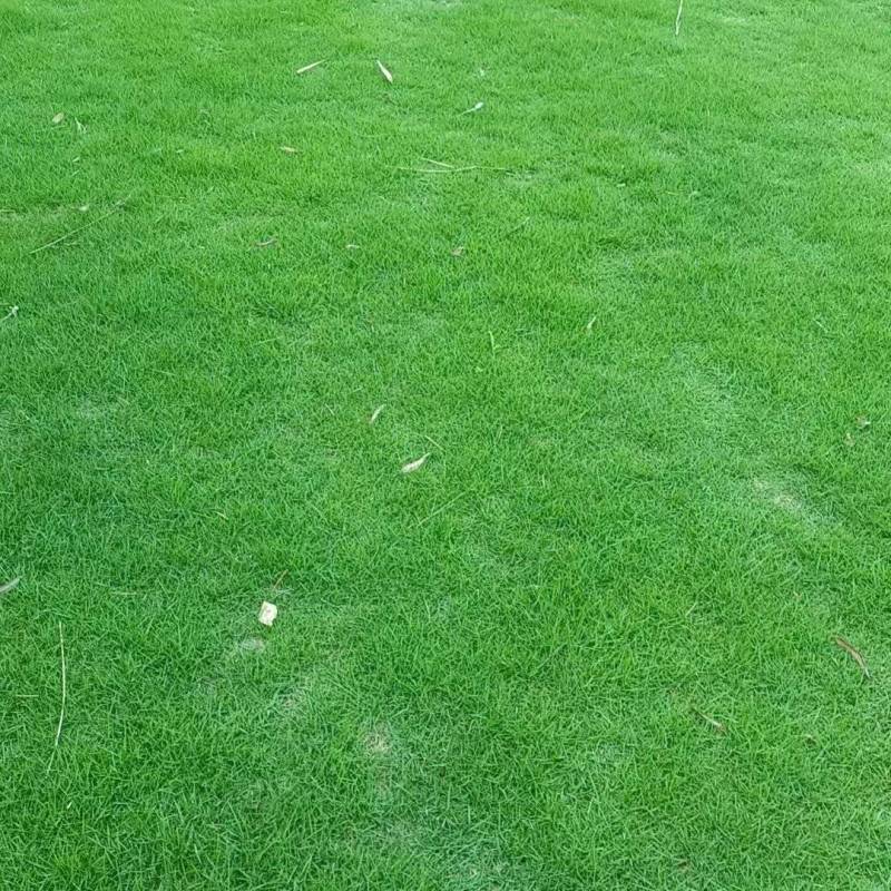 草皮马尼拉草绿化草皮