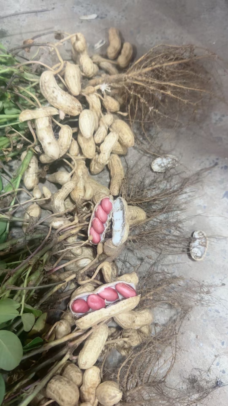 开封花生大白花生沙地鲜花生代发全国市场电联