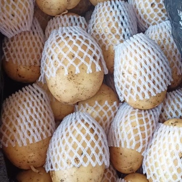 大量高质量土豆已经下来！大量需要土豆的老板速度联系。