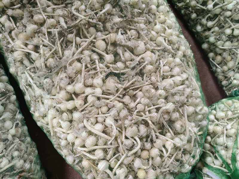 小根蒜(种子)，大量有货，货品干净，大中小都有