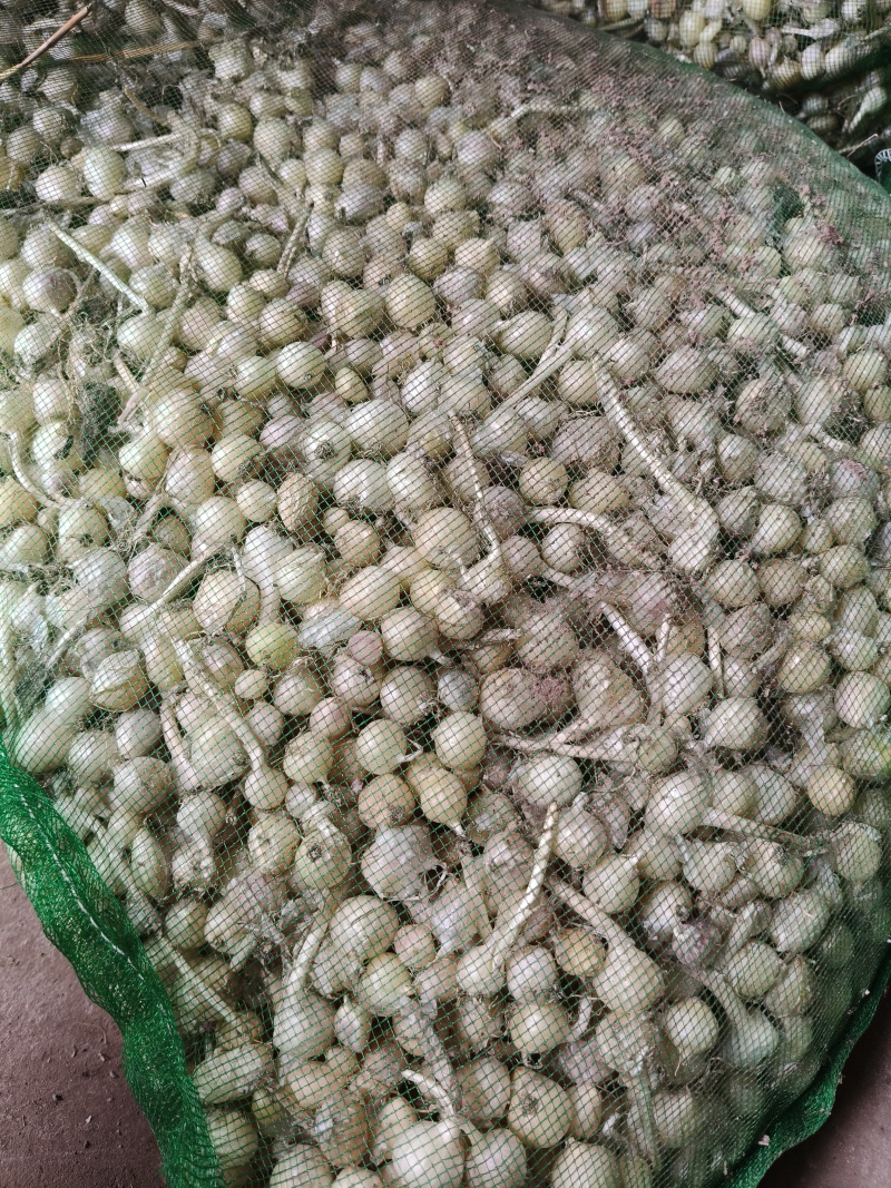 小根蒜(种子)，大量有货，货品干净，大中小都有