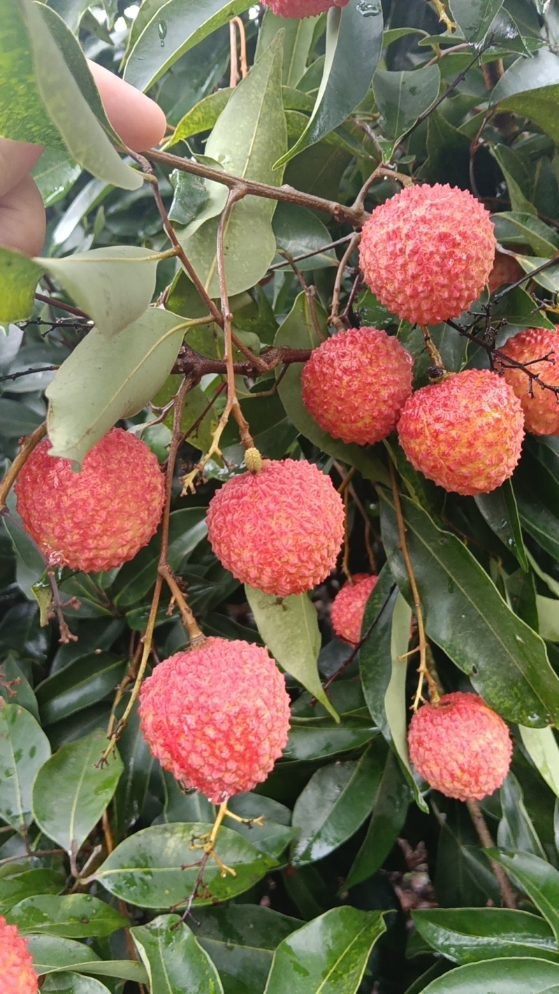 荔枝
