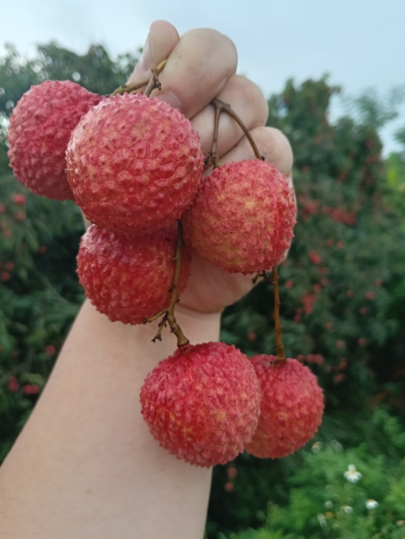 荔枝