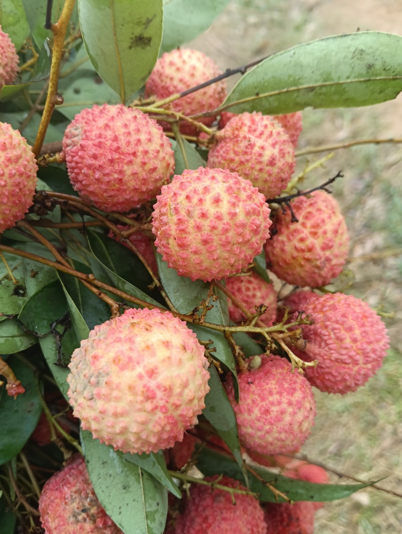 荔枝