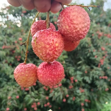 荔枝