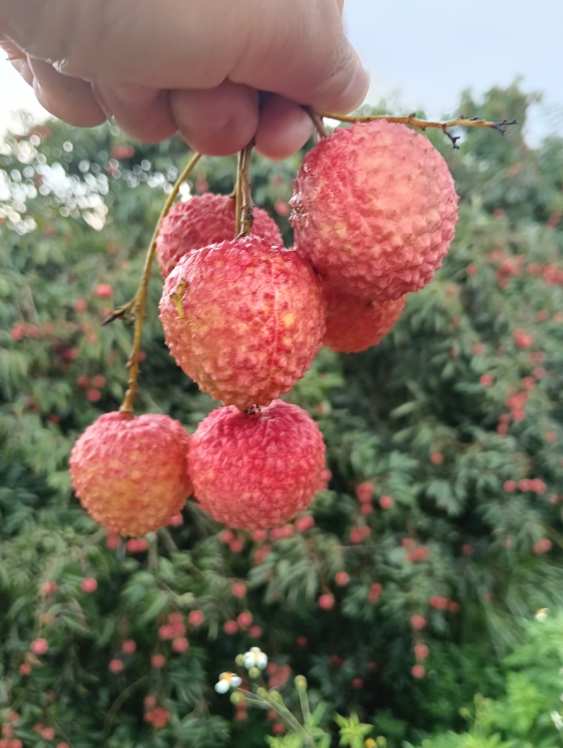 荔枝