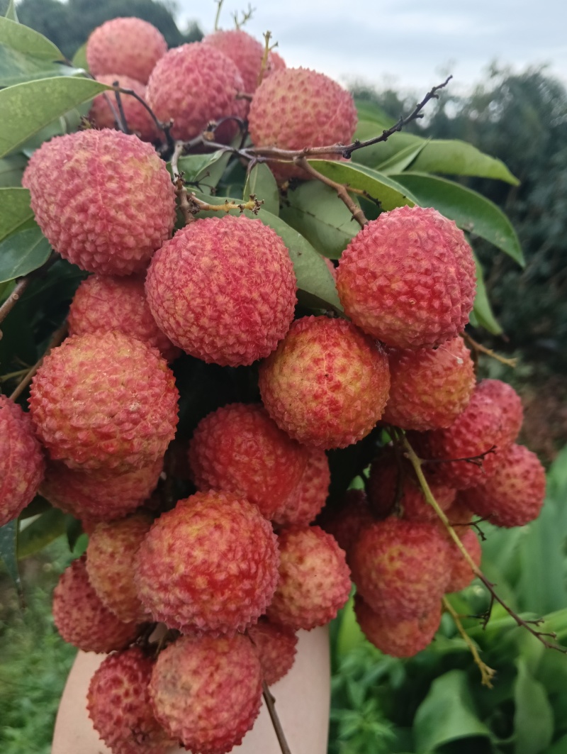荔枝