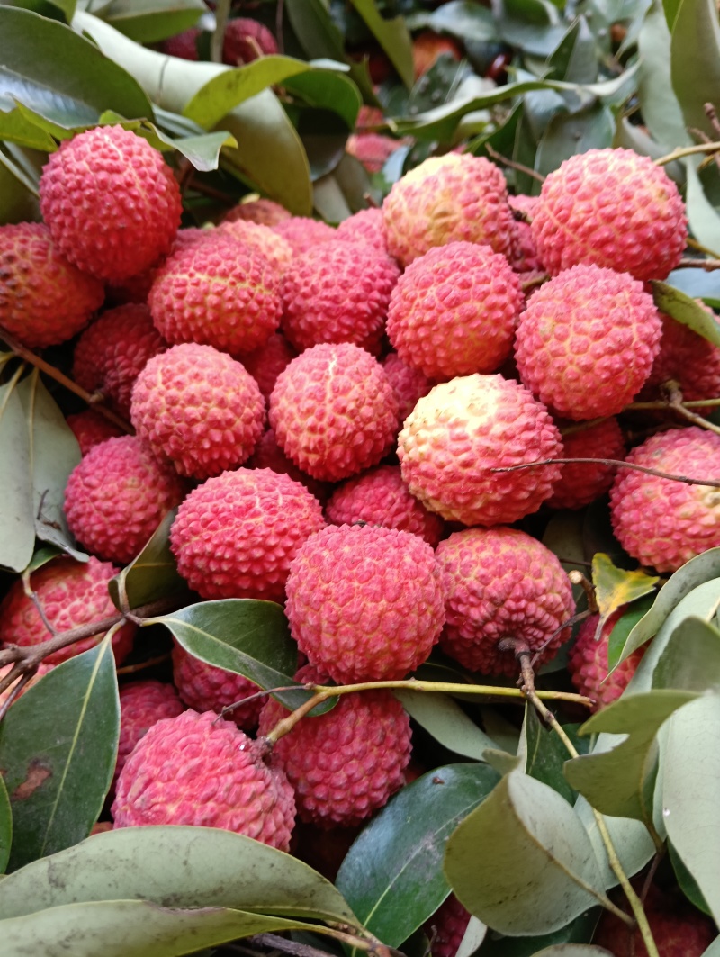 荔枝