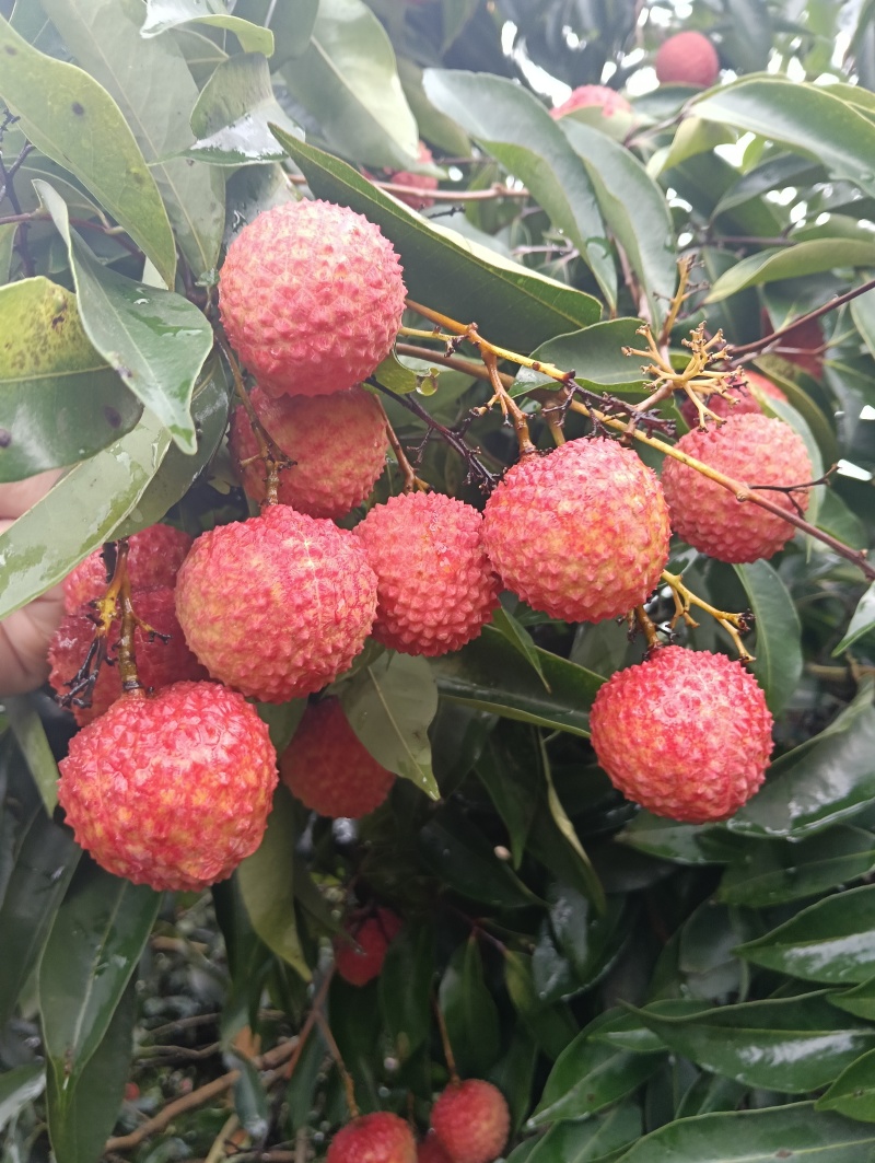 荔枝