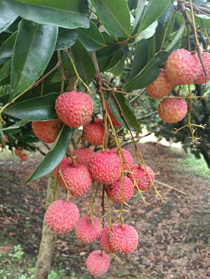荔枝