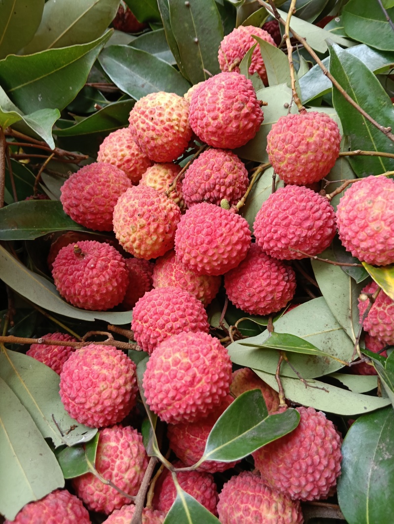 荔枝