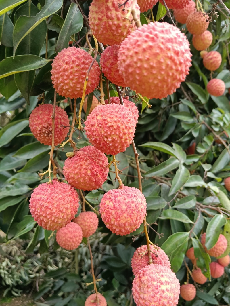荔枝