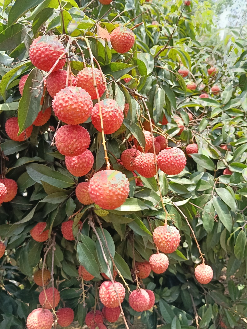 荔枝