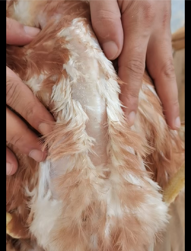 脆皮鸡老母鸡老鸡乸
