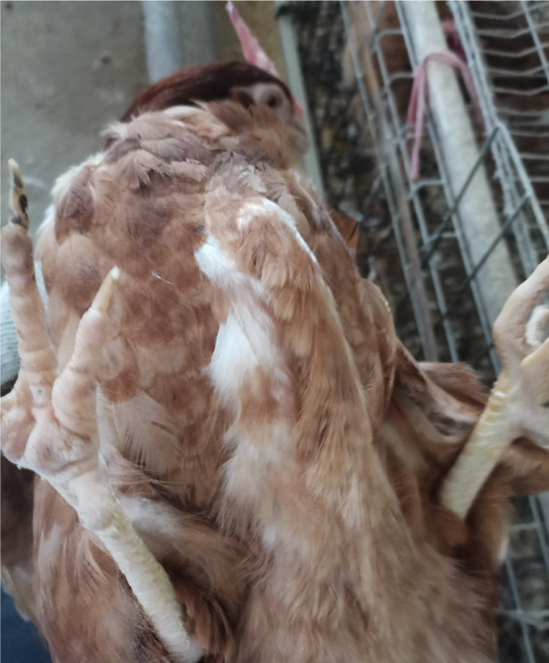 脆皮鸡老母鸡老鸡乸