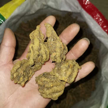 黄连，