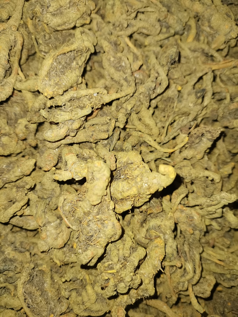 黄连，