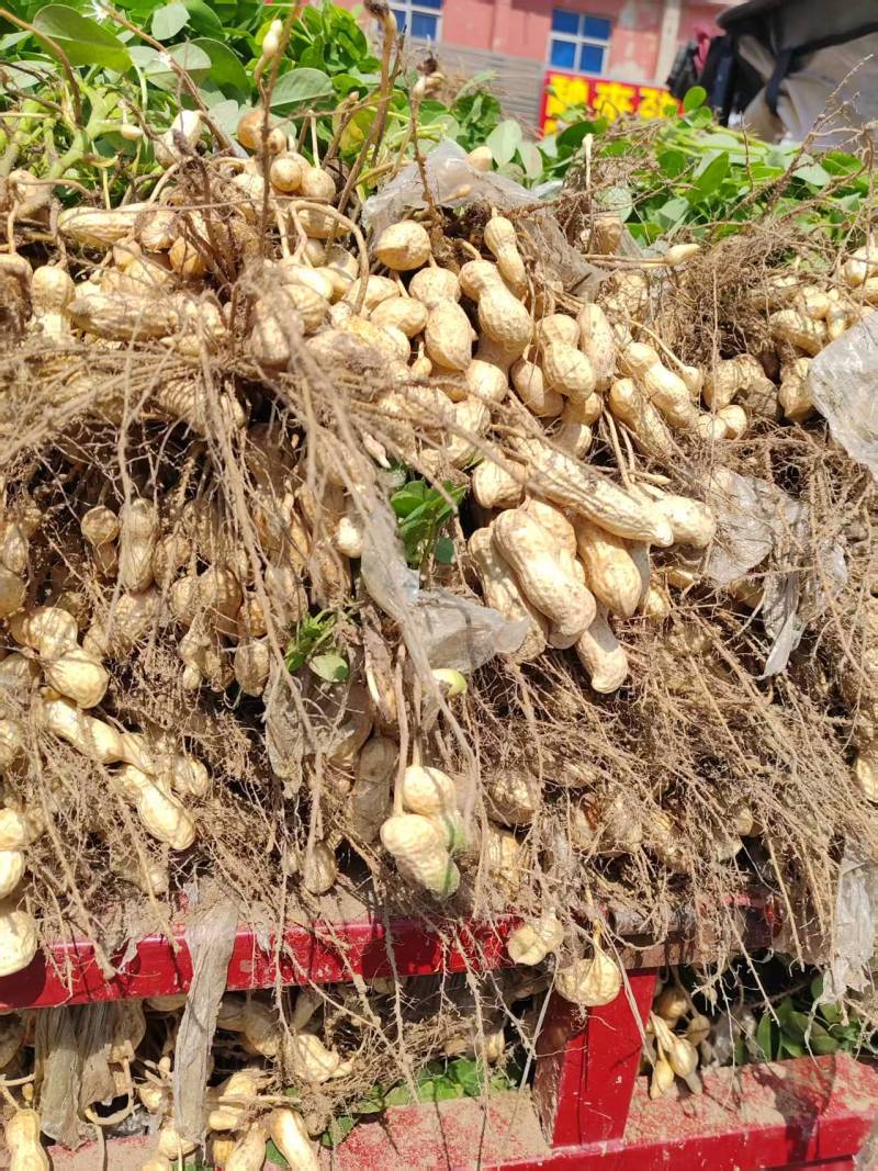 大白沙花生/开封祥符区/白沙系列鲜花生/电商~商超~批发