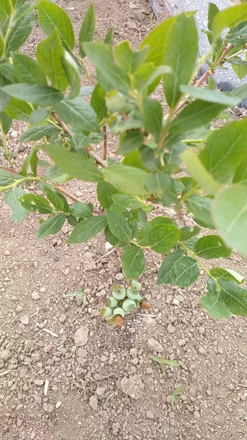 蓝莓供应，可做果酱