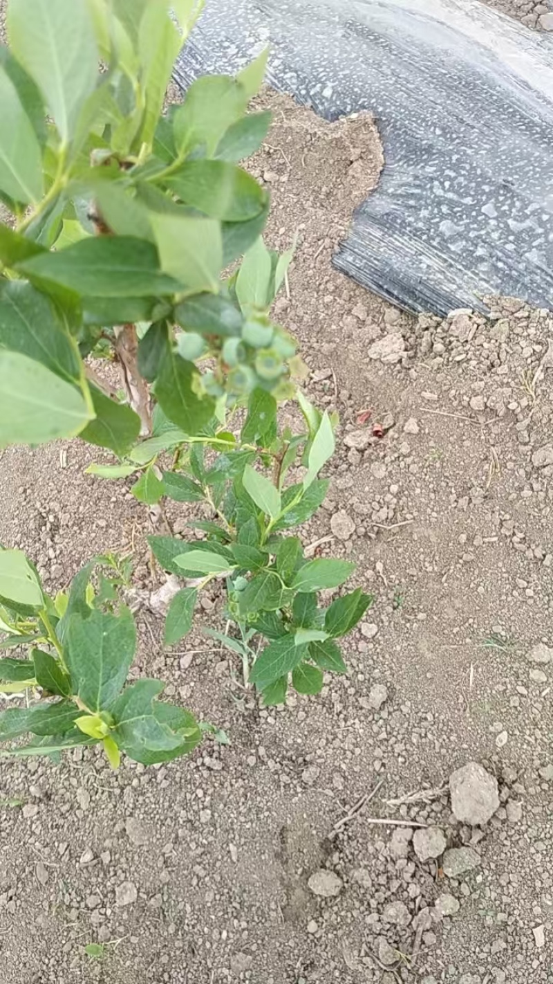 蓝莓供应，可做果酱