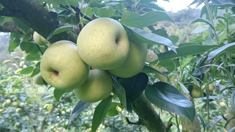 文山早熟清花梨开始上市了