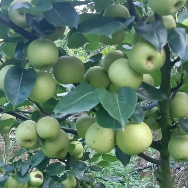 文山早熟清花梨开始上市了