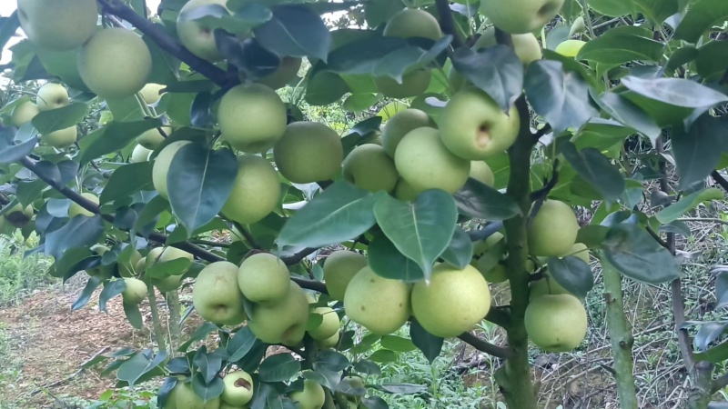 文山早熟清花梨开始上市了