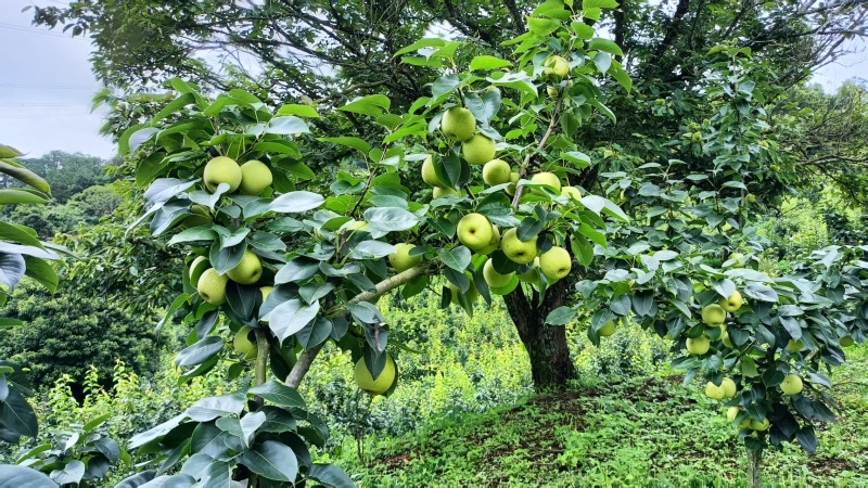 文山早熟清花梨开始上市了