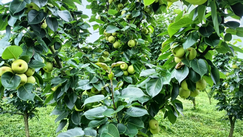 文山早熟清花梨开始上市了